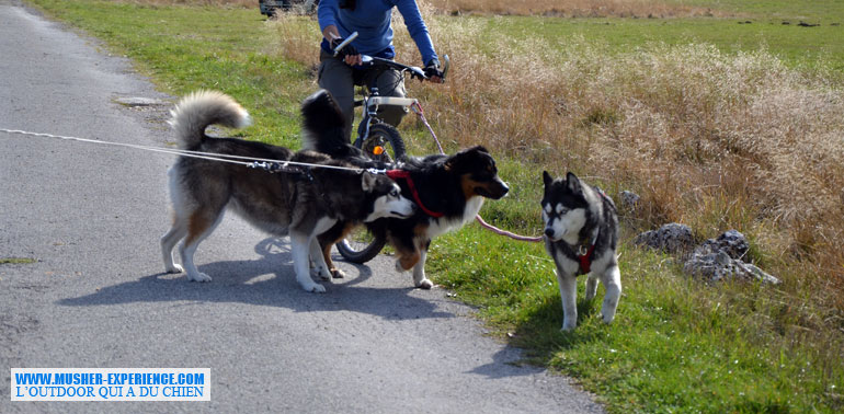 rencontre deux chiens males