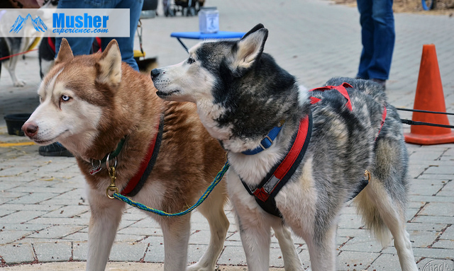 Husky hot sale siberien malamute