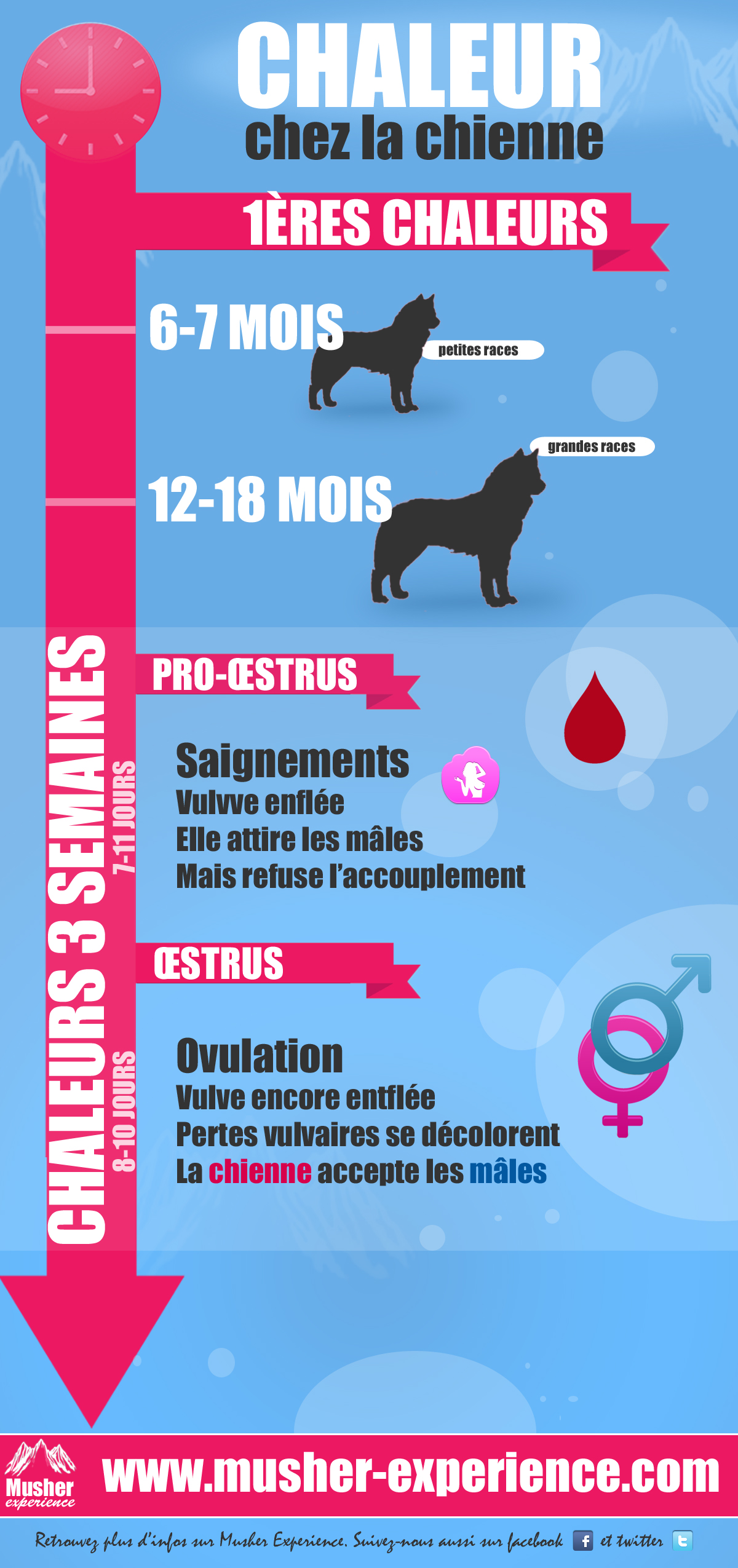 Chaleur chez la chienne