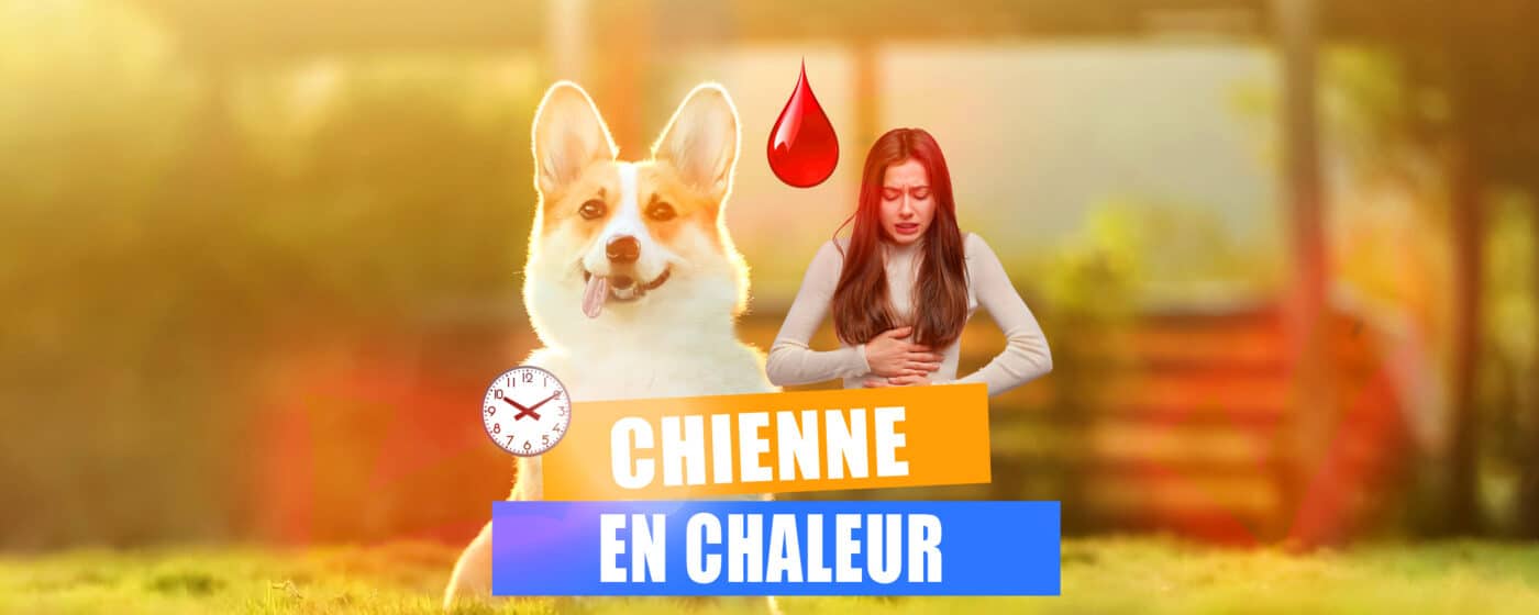 chaleur chienne duree saignement