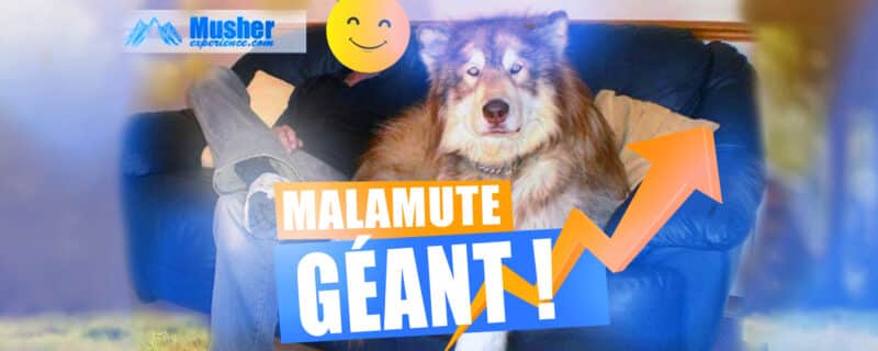 malamute geant giant malamute taille poids elevage