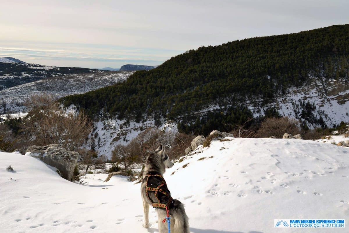 harnais xback manmat - husky sibérien