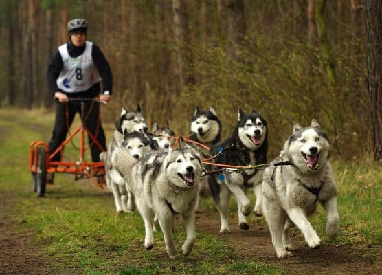 kart à chiens - attelage kart quad - husky sibérien