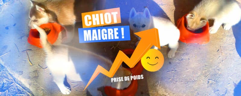 chiot maigre prise de poids