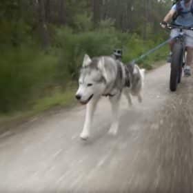 canivtt-course-fatbike-husky