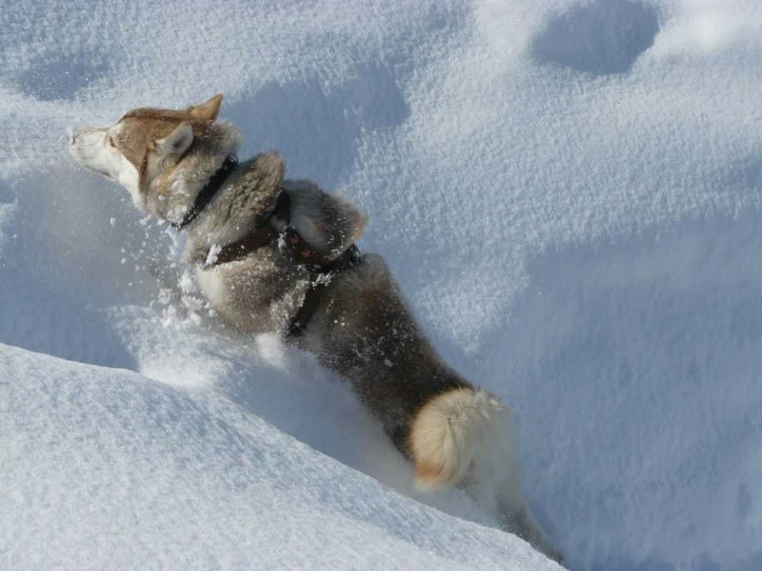 https://www.musher-experience.com/wp-content/uploads/2017/10/chien-neige-C%C3%A9line-Piller-1067x800.jpg