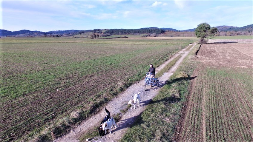 attelage de chiens en kart