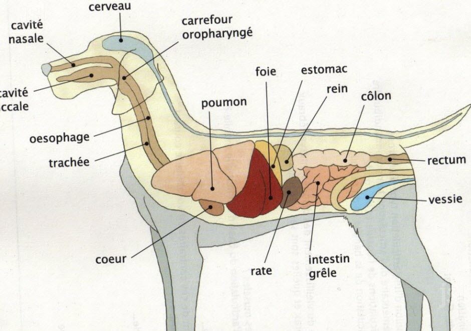 anatomie chien
