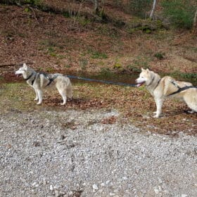 attelage 2 chiens husky siberien