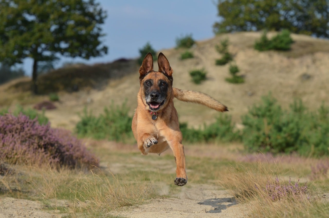 Top 10 des races de chiens très grands : guide complet pour choisir