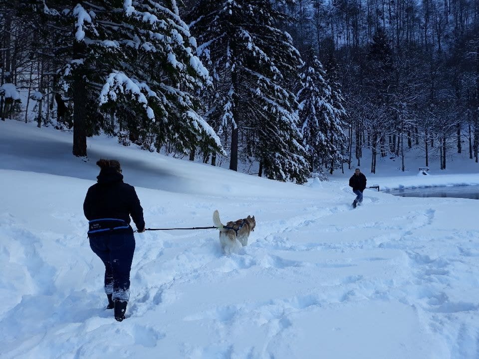 baudrier ou ceinture canicross - baudrier Manmat avec chien husky neige - Marie-noelle Meilhan