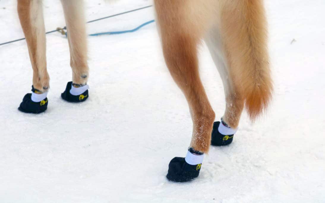Les chaussons de neige pour chien : choix, conseils, prix