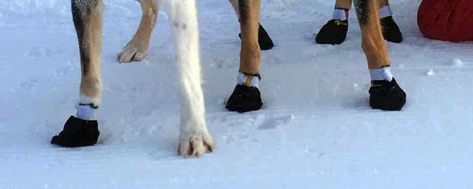 Chaussons de protection (été&hiver) pour chiens