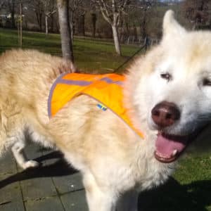 Gilet fluorescent pour chien - veste jaune orange, Cordura 500