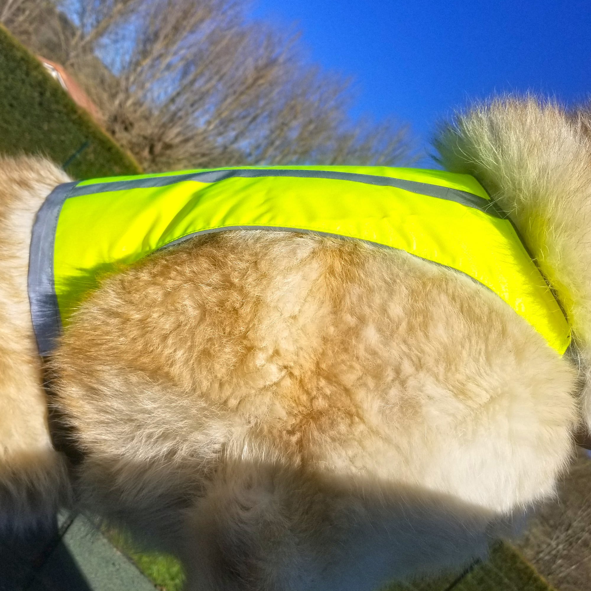 Gilet de sécurité jaune fluo pour chien 64 cm  Transport et sécurité chiens  - Médor et Compagnie®