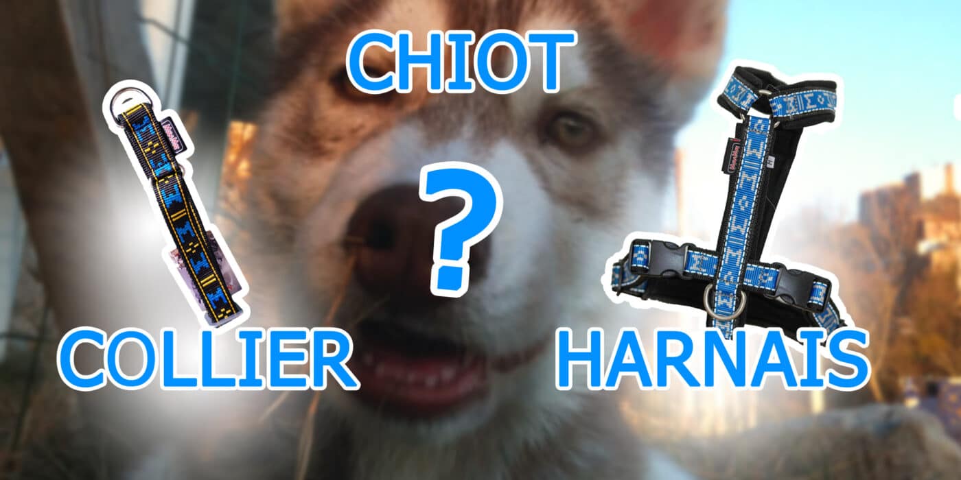 Collier ou Harnais pour chien : lequel choisir ?
