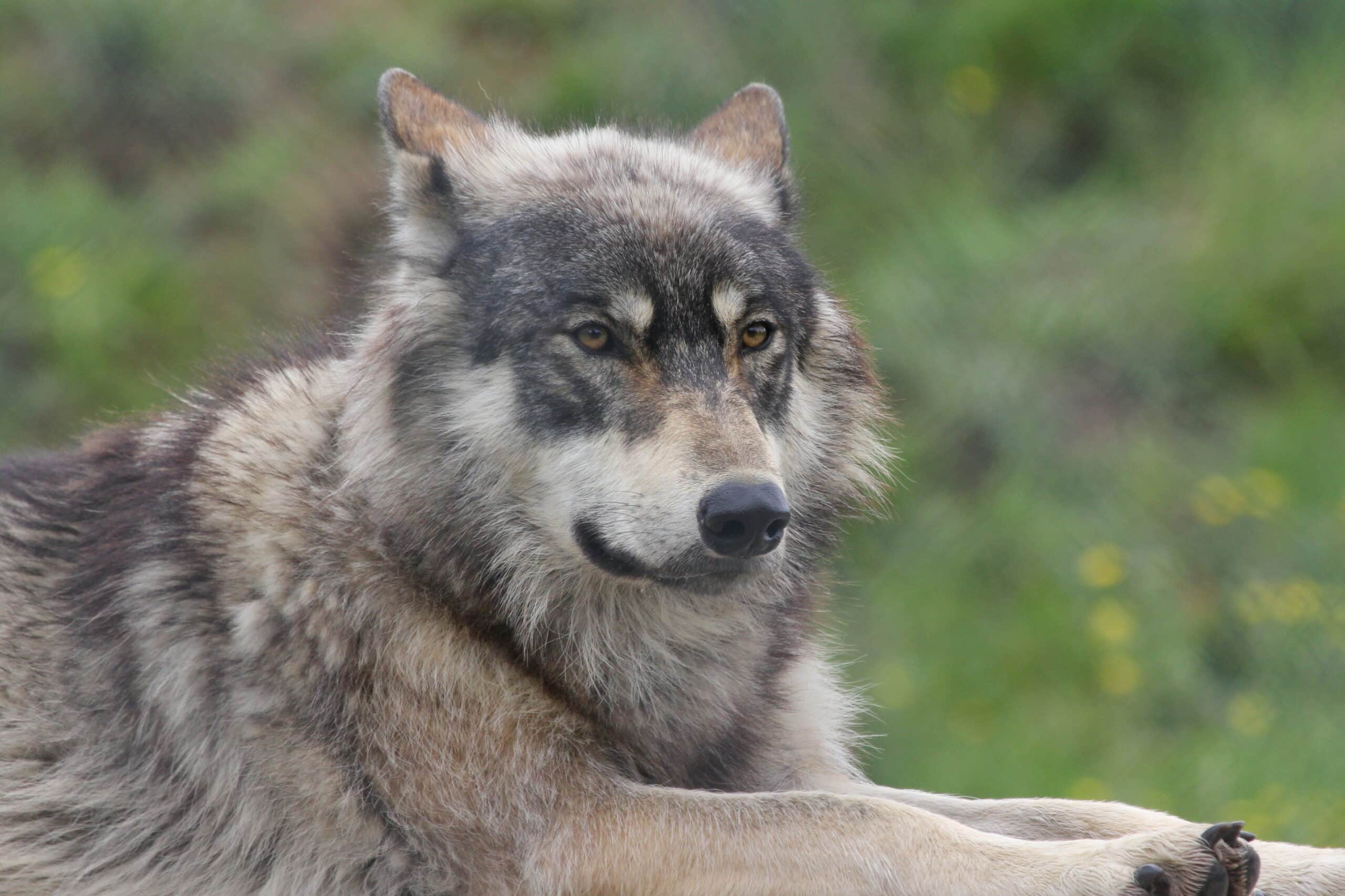 Ce que vous devez savoir sur les loups