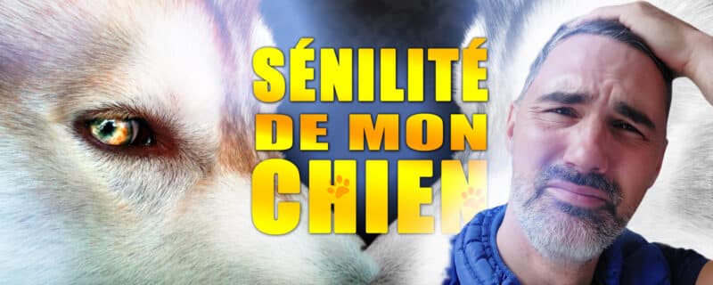 senilite de mon chien senile