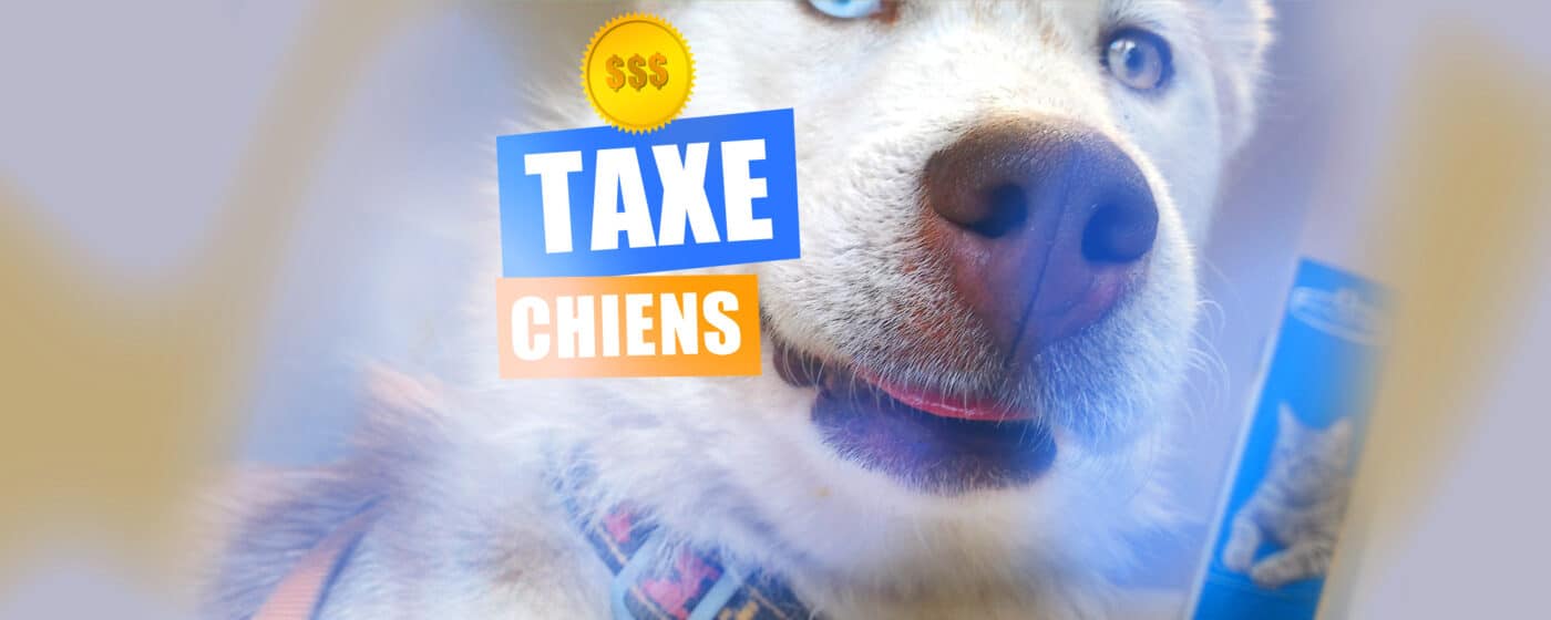 taxe sur les chiens france taxe canine