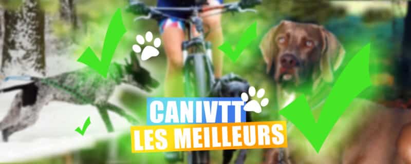 Races de Chiens les plus adaptées pour le Canivtt meilleurs